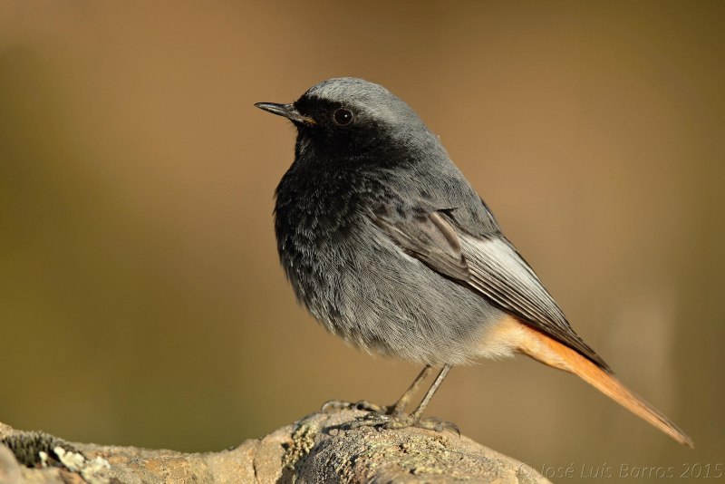 Ласточка городская (Delichon urbicum)