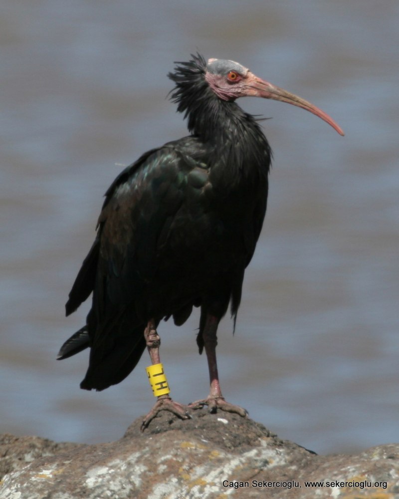 Лесной Ибис (Northern bald ibis)