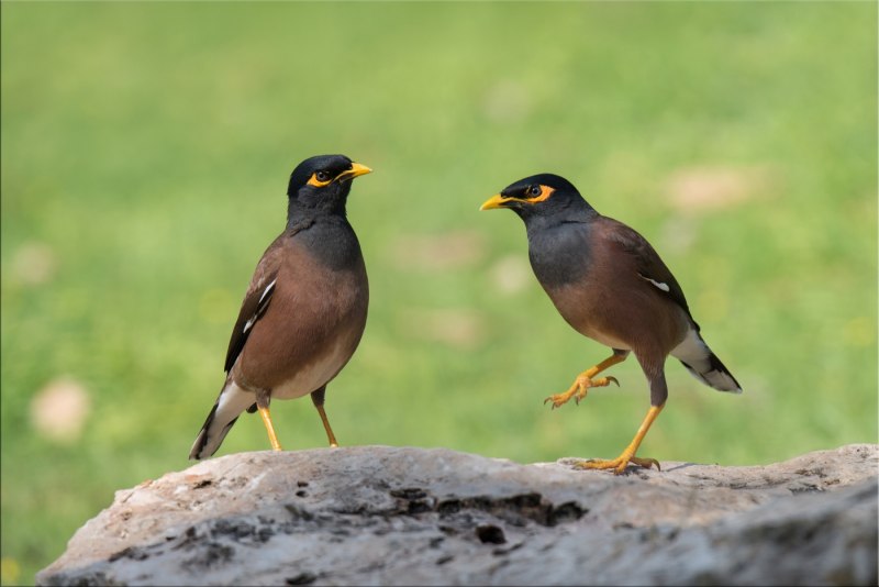 Майна обыкновенная (common Myna).