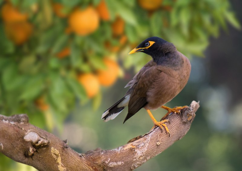 Indian Myna