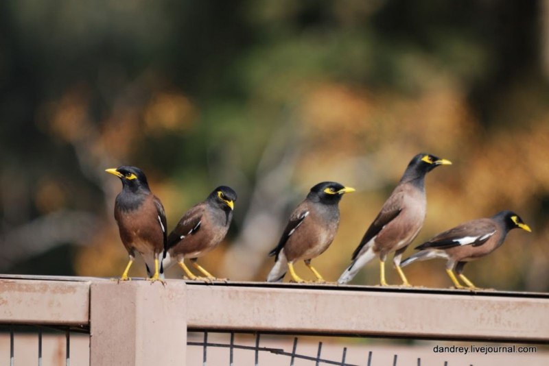 Майна обыкновенная (common Myna).