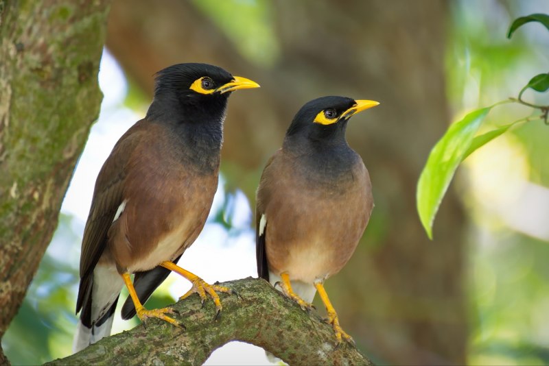 Myna Bird