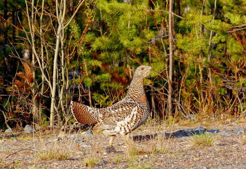 Глухарь (Tetrao urogallus)