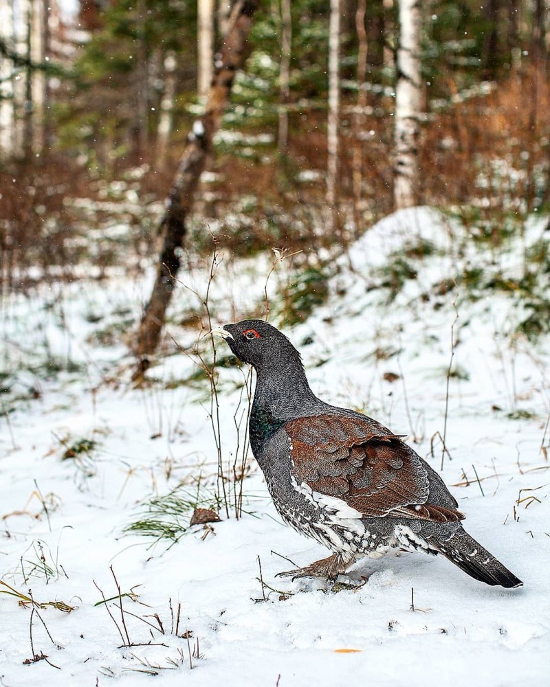 Глухарь самка и самец