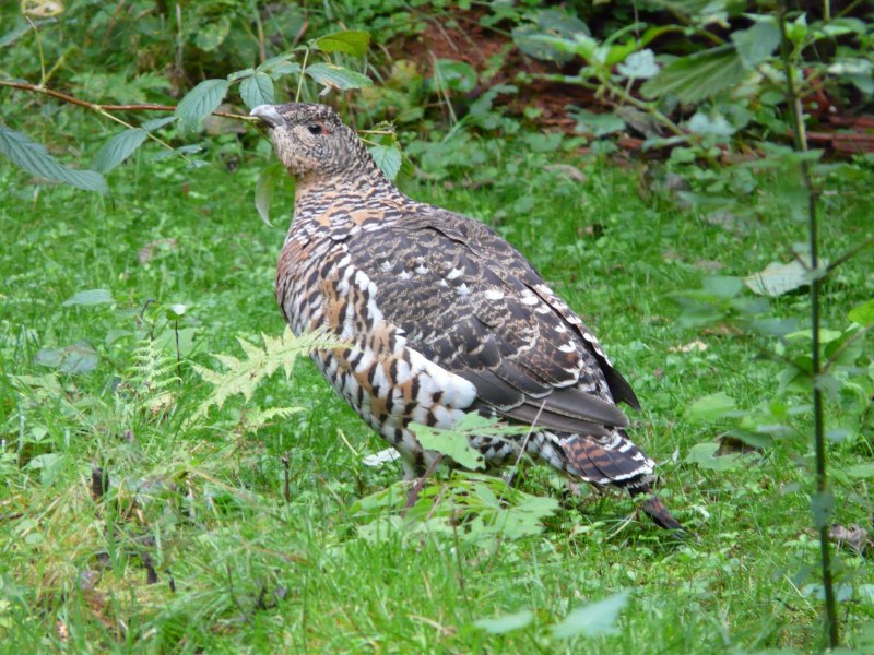 Глухарь (Tetrao urogallus)