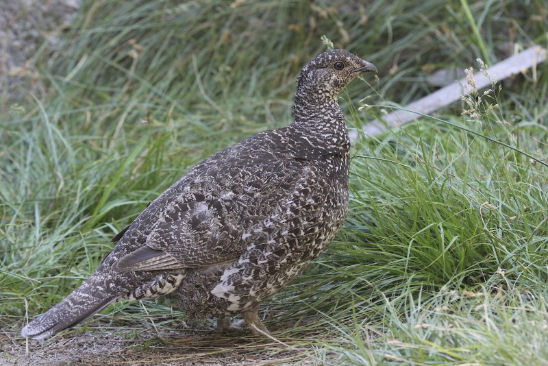 Tetrao urogallus