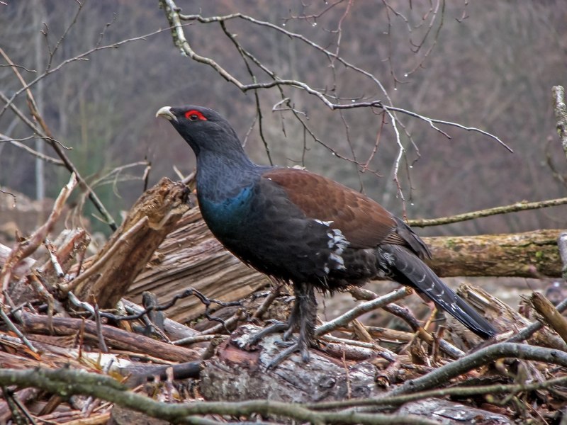 Западный Глухарь (Tetrao urogallus)