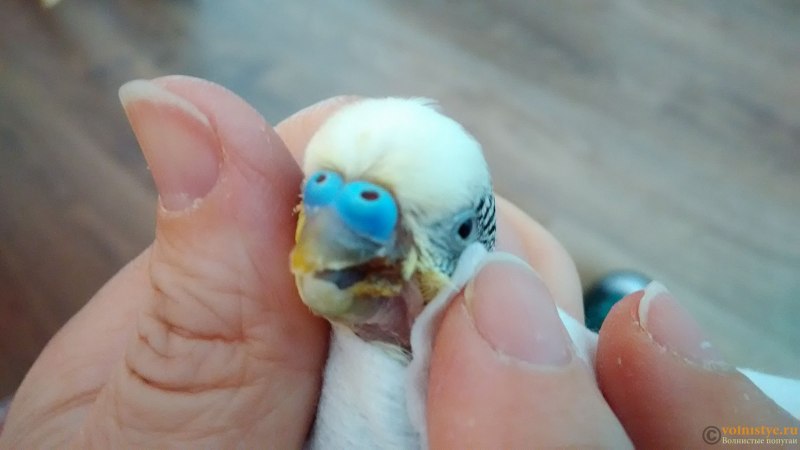 Воспаление зоба у попугая (66 фото)