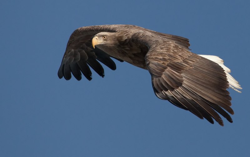 Степной орёл (Aquila nipalensis