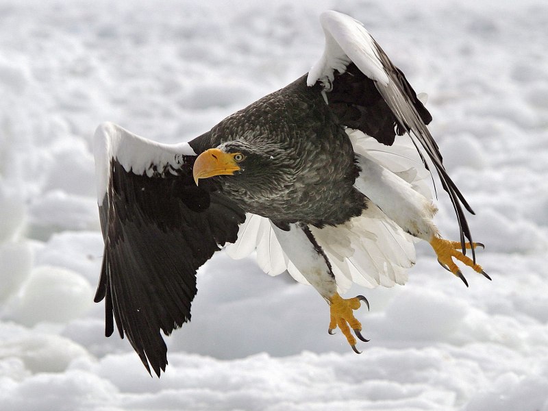 Беркут Aquila chrysaetos (Linnaeus, 1758)