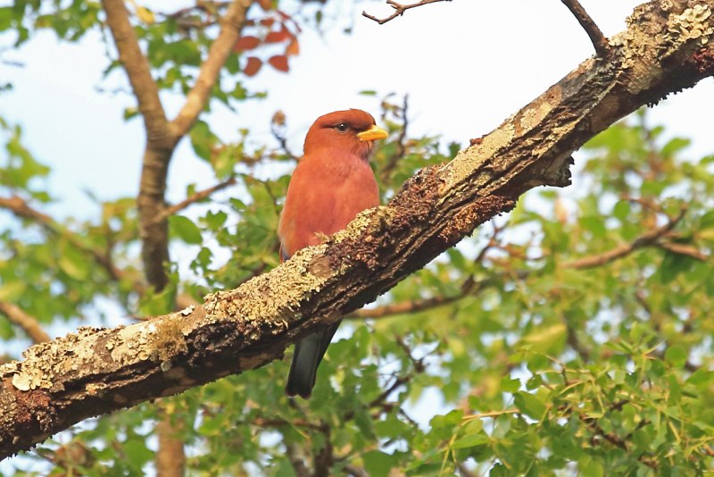 Восточный широкорот Eurystomus orientalis
