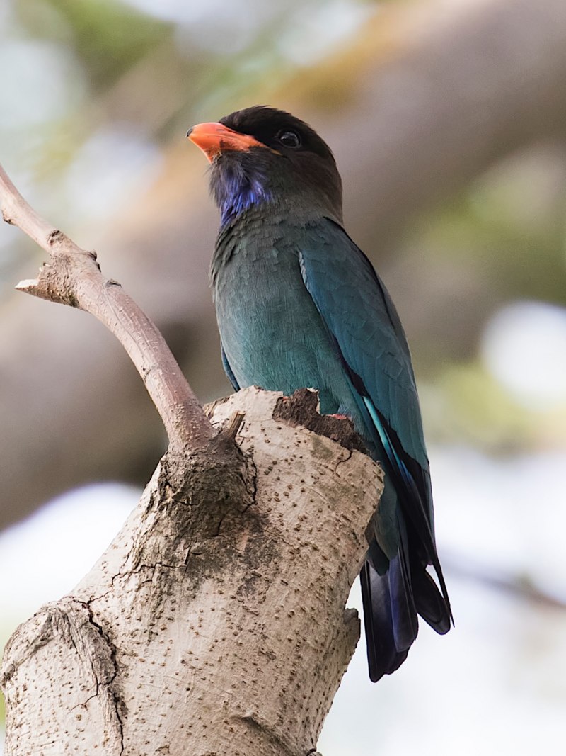Eurystomus orientalis