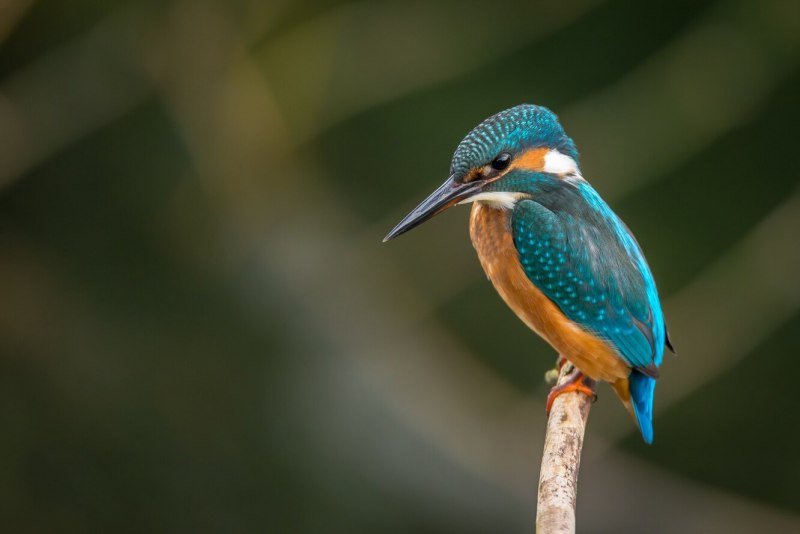 Coracias caudatus