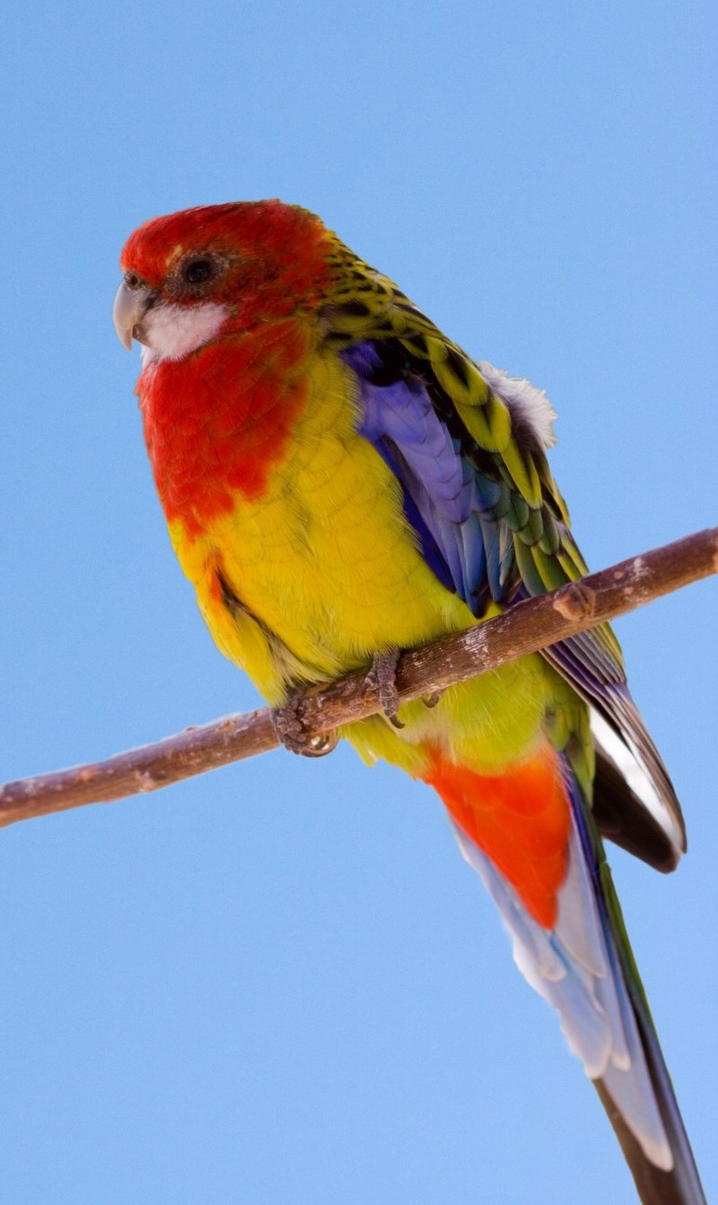 Розелла пестрая Platycercus Eximius