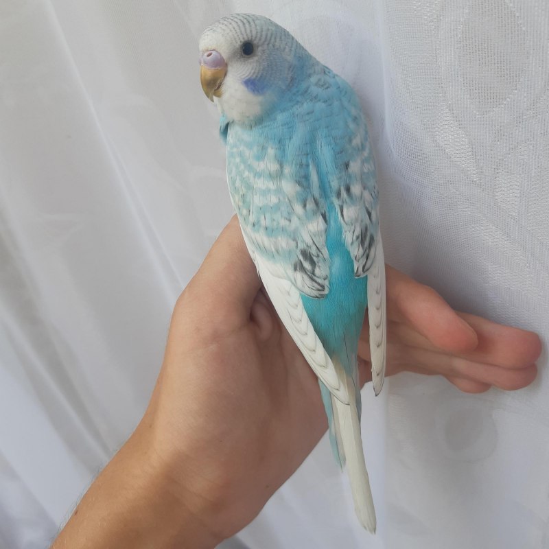 Попугай альбинос