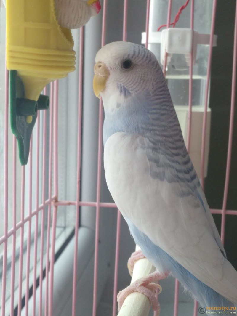Белый волнистый попугай мальчик (65 фото)