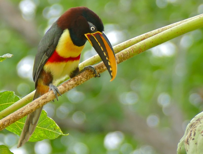 Pteroglossus castanotis