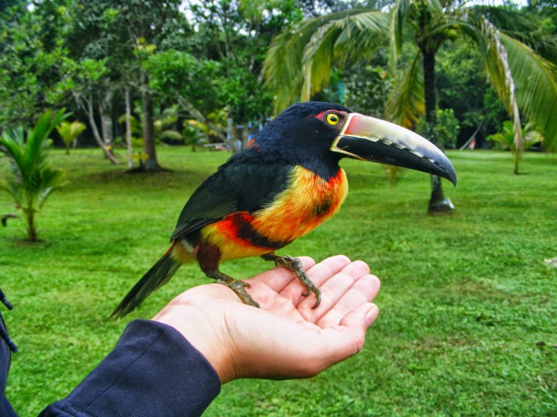 Курчавый арасари (Pteroglossus beauharnaesii)