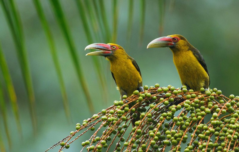 Joel Sartore National Geographic