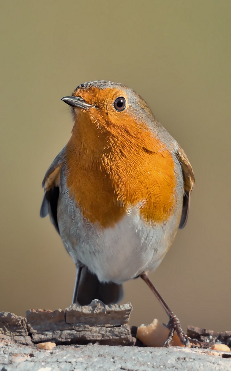 Prosthemadera novaeseelandiae