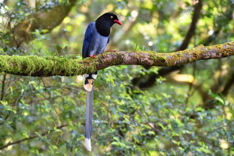 Blue Magpie