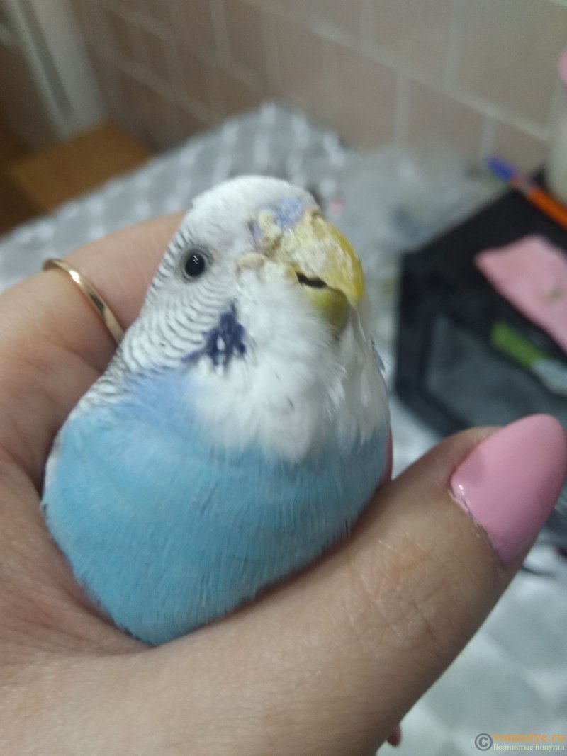 Клещ на клюве у волнистого попугая