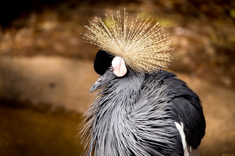Браминский скворец (Sturnus pagodarum)