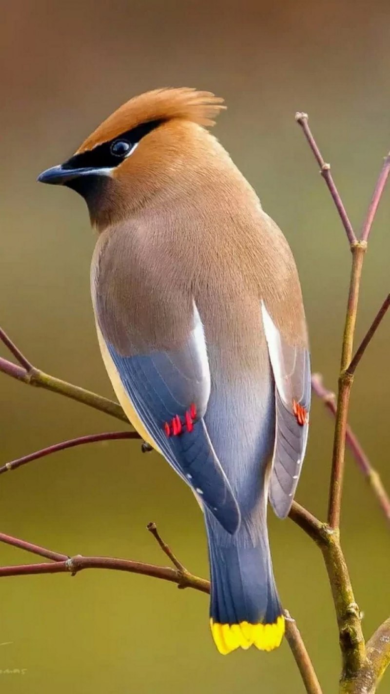 Кочующие птицы свиристель