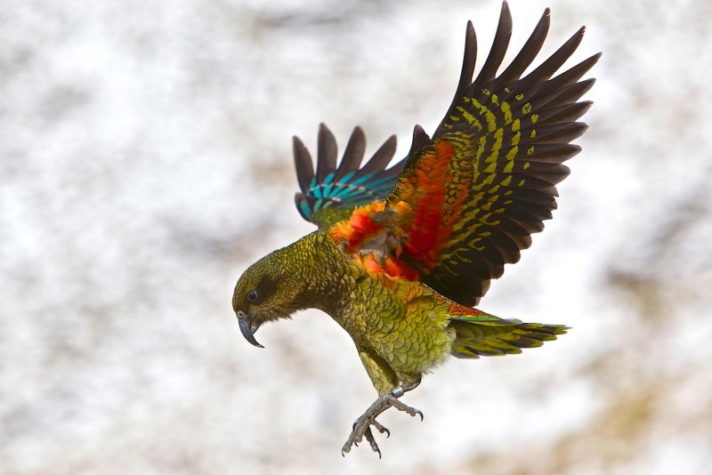 Плотоядный попугай (30 фото)