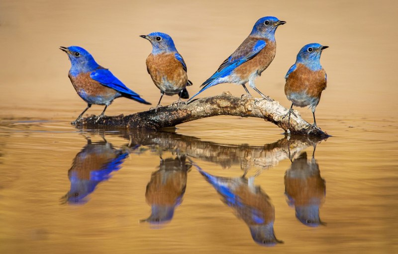 Grandala Bird