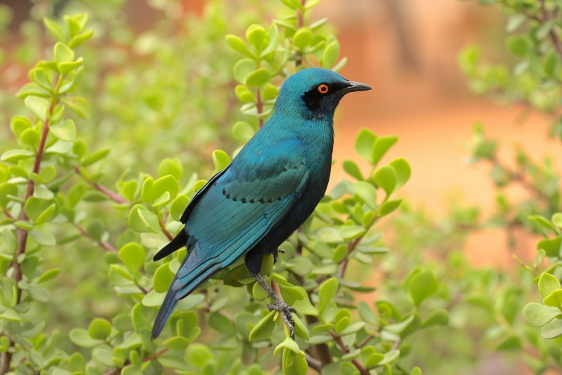 Cyanopica Cyana