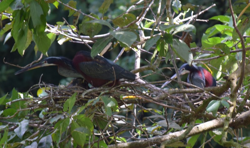 Ptilinopus coronulatus