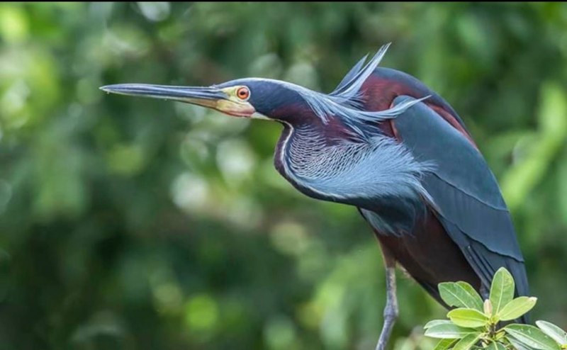Garzas