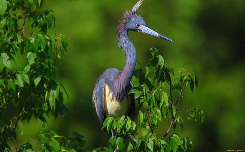 Tigrisoma mexicanum