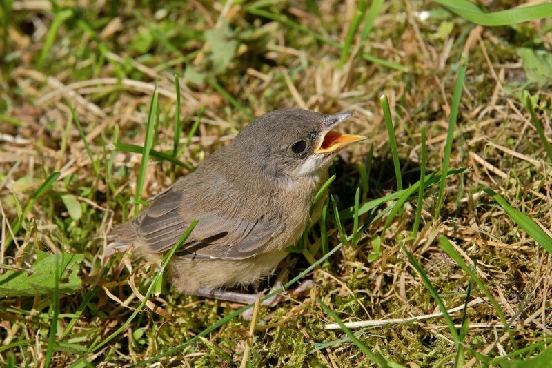 Pachycephala rufogularis мухоловка