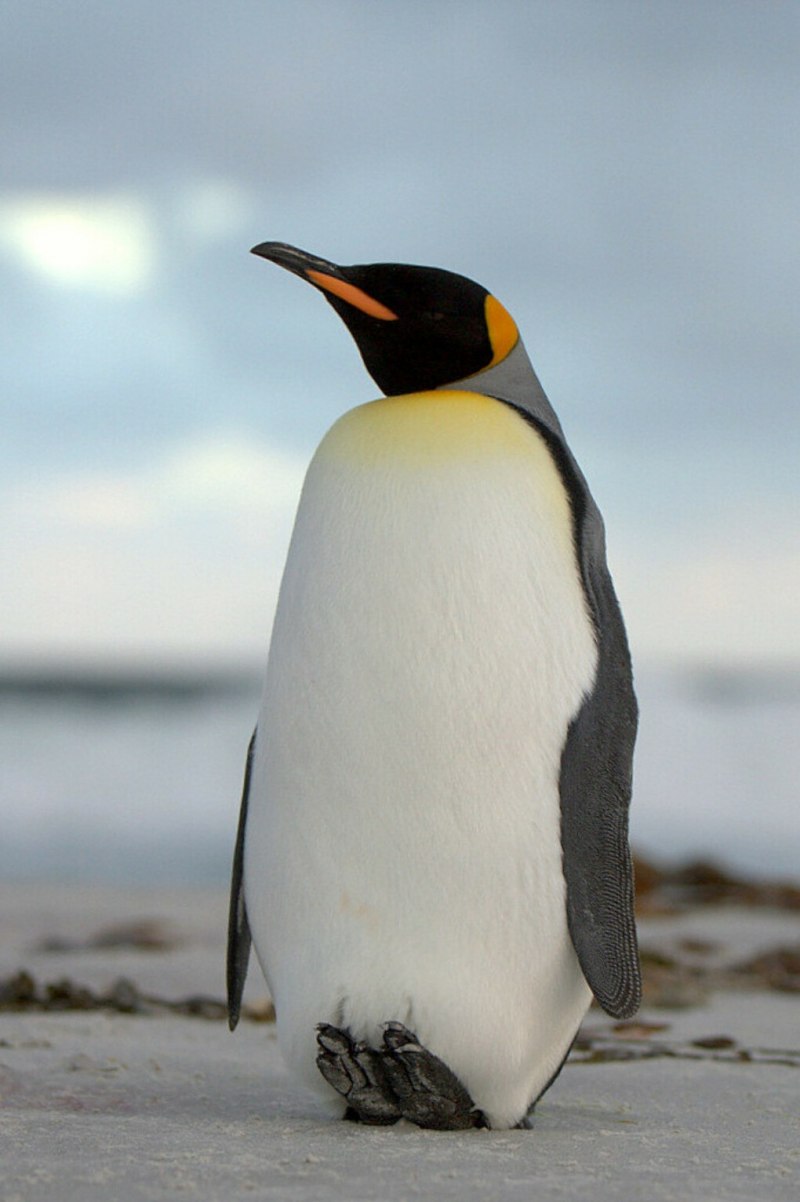 Aptenodytes patagonicus