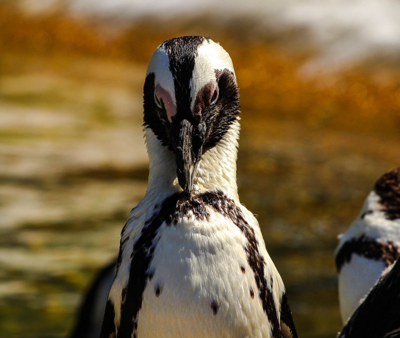 Антарктический Пингвин (Pygoscelis Antarctica)