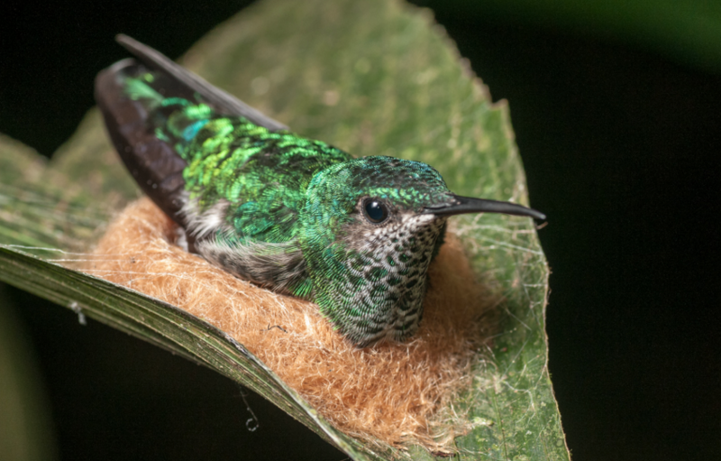Lophornis adorabilis