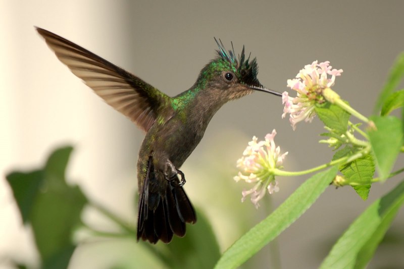 Calypte costae