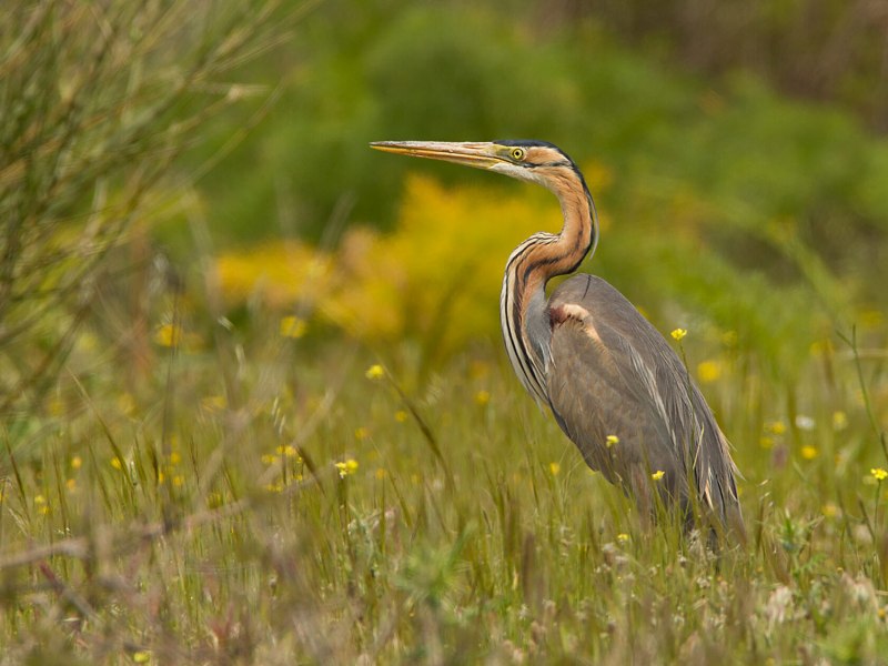 Рыжая цапля (Ardea purpurea)