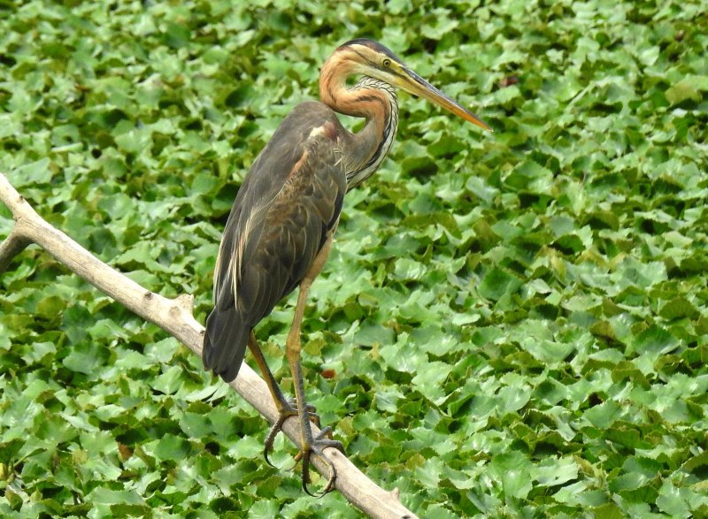 Purple Heron
