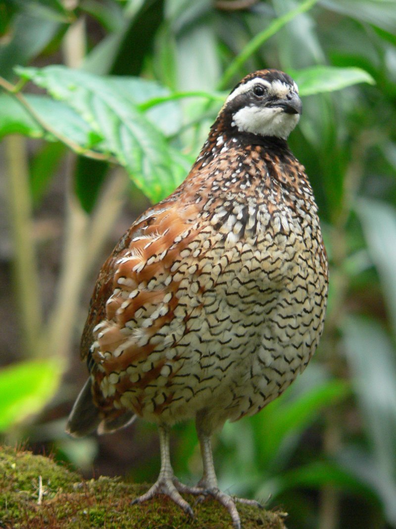 Перепел Coturnix Coturnix