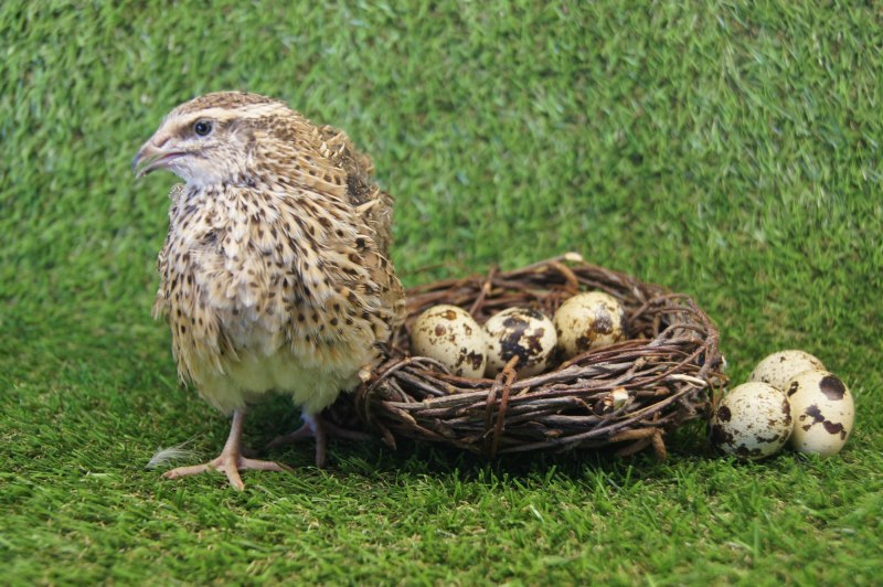 Перепел Coturnix Coturnix