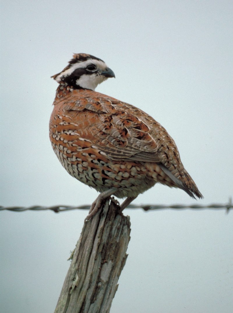 Перепел обыкновенный Coturnix Coturnix