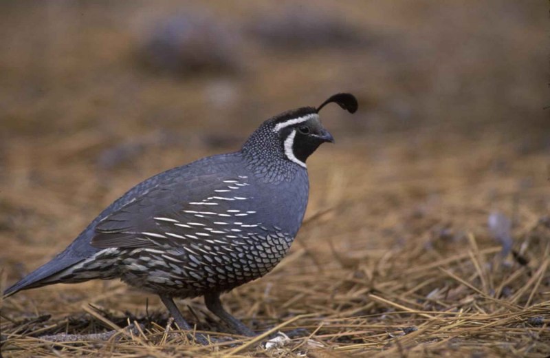 Перепел обыкновенный Coturnix Coturnix