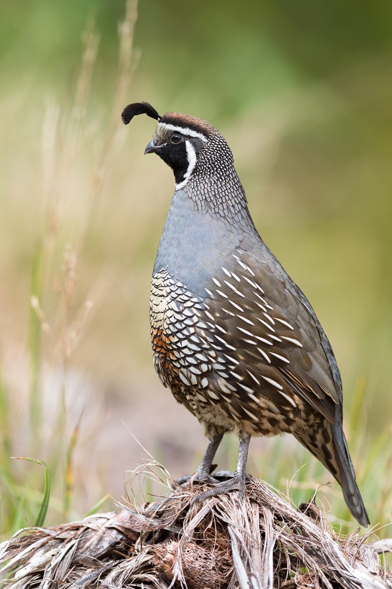 Перепел обыкновенный Coturnix Coturnix