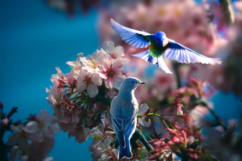 Природа птицы