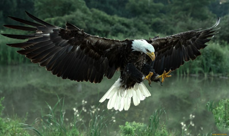 Орлан размах крыльев (45 фото)