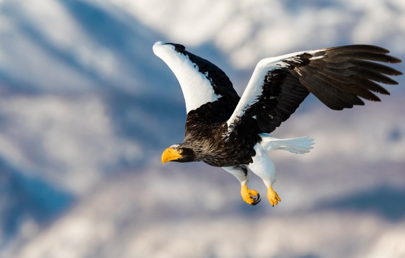 Орлан белоплечий Тихоокеанский (Haliaeetus pelagicus)