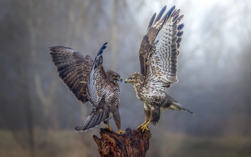 Коршун тетеревятник